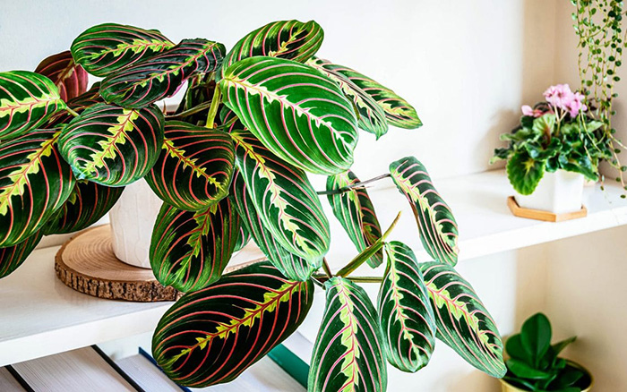 Best Soil For Prayer Plant Of 2022 Best Soil For Prayer Plant Of 2022