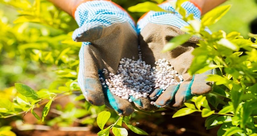 Best Avocado Fertilizer of 2022 Best Avocado Fertilizer of 2022