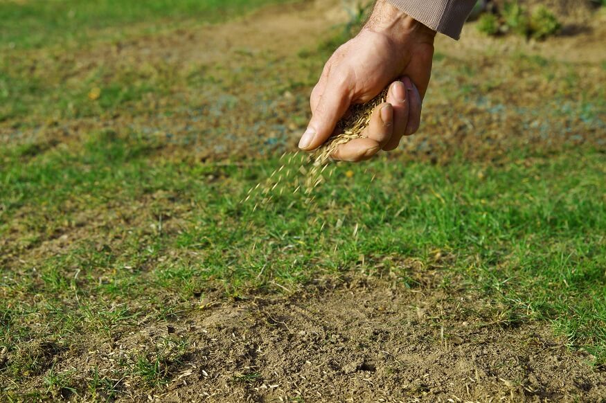 Best Lawn Fertilizer For Sandy Soil of 2022 Best Lawn Fertilizer For Sandy Soil of 2022