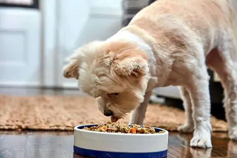How Much Food Should I Feed My Dog How Much Food Should I Feed My Dog