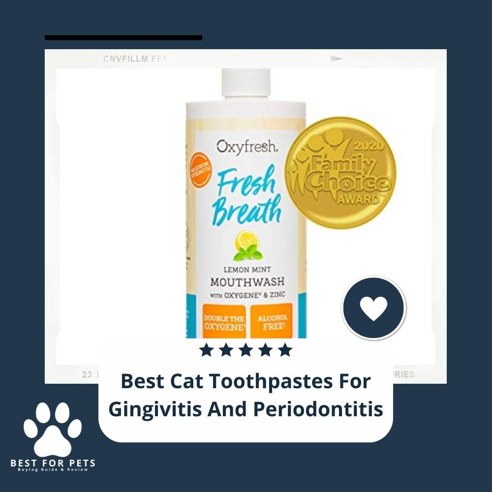 6 Best Cat Toothpastes For Gingivitis And Periodontitis in 2022