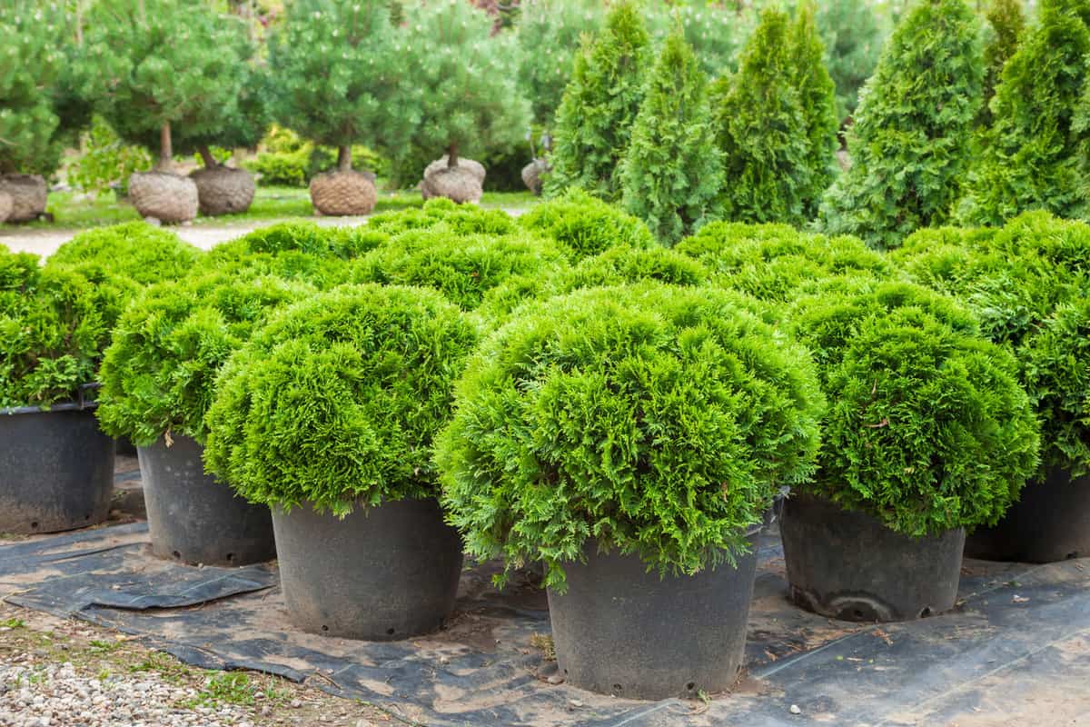 Best Arborvitae Fertilizer of 2022 Best Arborvitae Fertilizer of 2022
