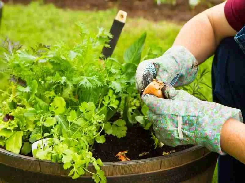 Best Organic Potting Soil For Vegetables: - Our Top Picks 2022 Best Organic Potting Soil For Vegetables: - Our Top Picks 2022