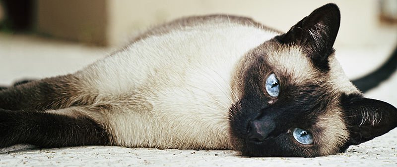 All About Siamese Cats All About Siamese Cats