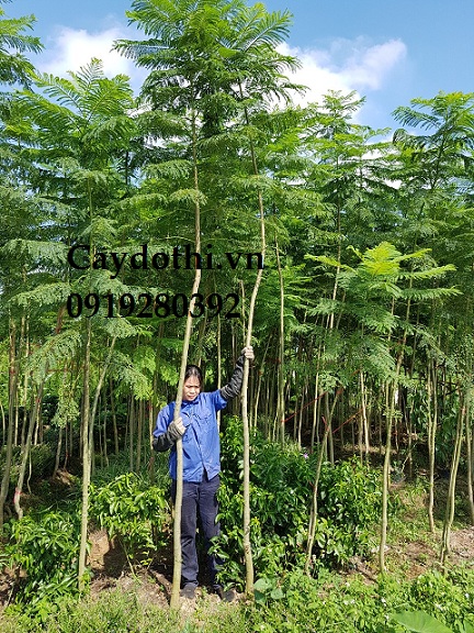 cây phượng tím