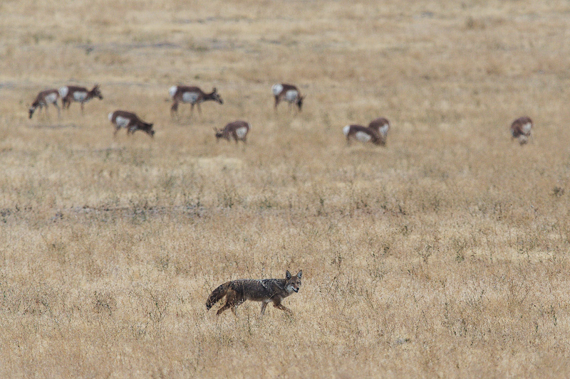 Coyote Hunting in the evening- tips Coyote Hunting in the evening- tips
