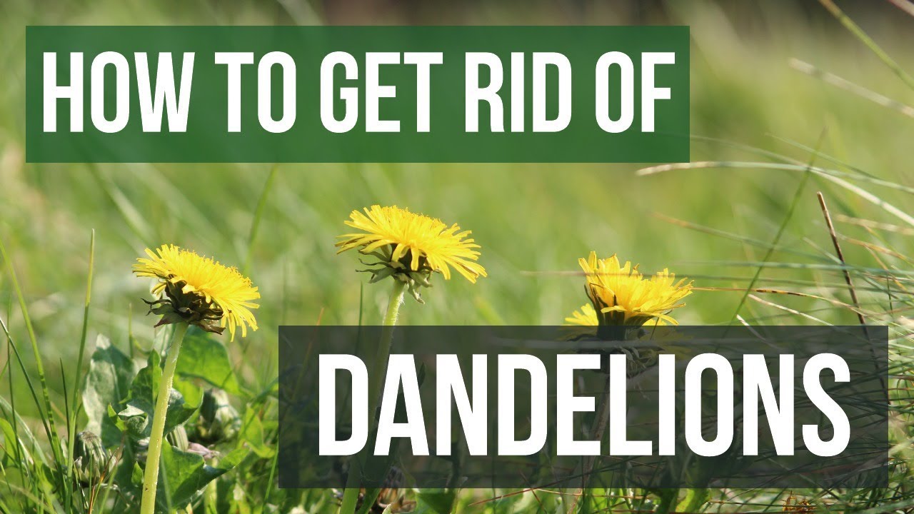 Best Chemical To Kill Dandelions of 2022 Best Chemical To Kill Dandelions of 2022