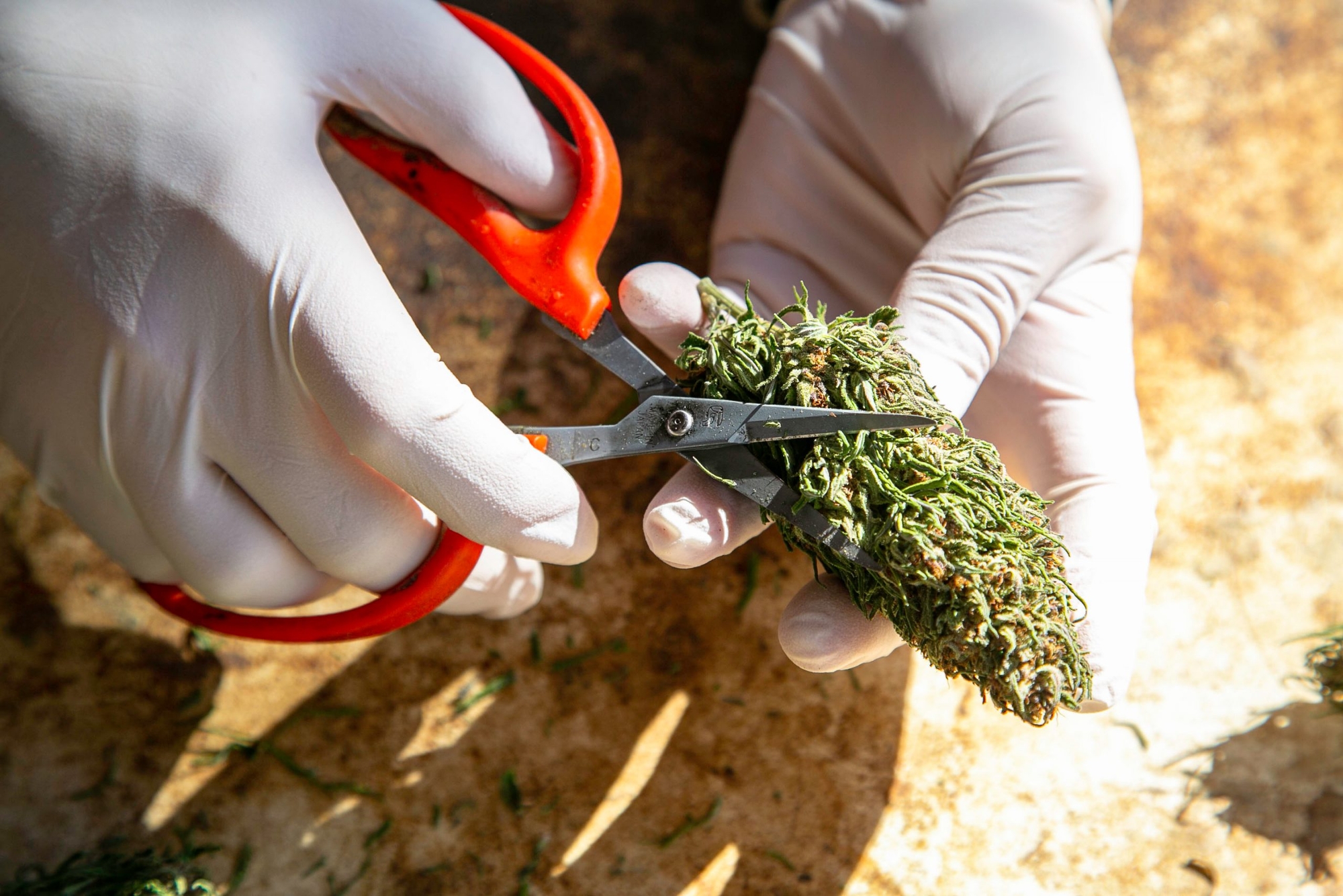 Best Scissors For Trimming Weed: - Our Top Picks 2022 Best Scissors For Trimming Weed: - Our Top Picks 2022