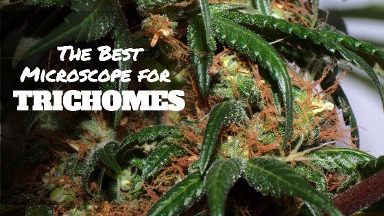 Best Microscope For Viewing Trichomes of 2022 Best Microscope For Viewing Trichomes of 2022