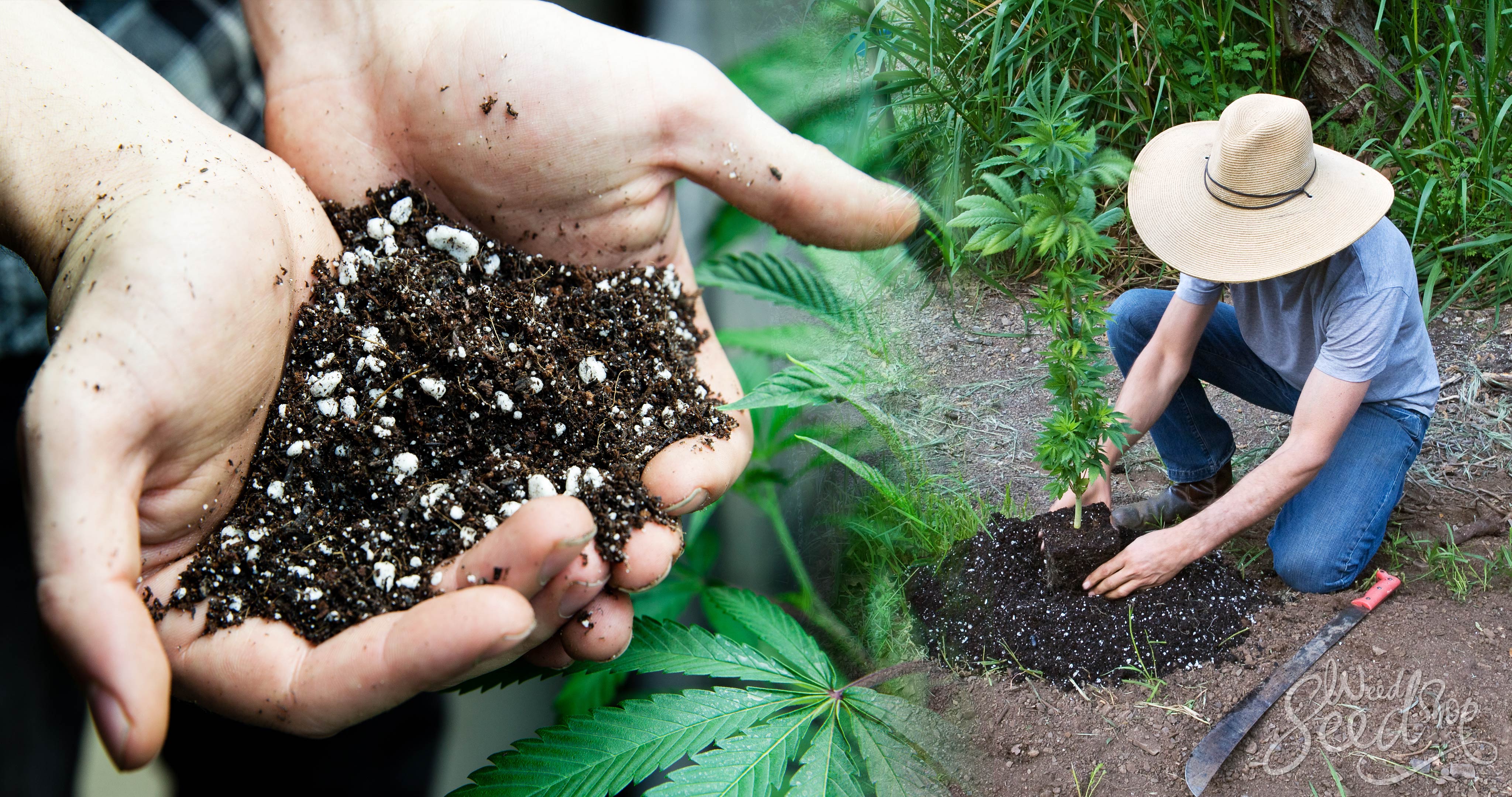Best Soil For Cannabis Of 2022 Best Soil For Cannabis Of 2022