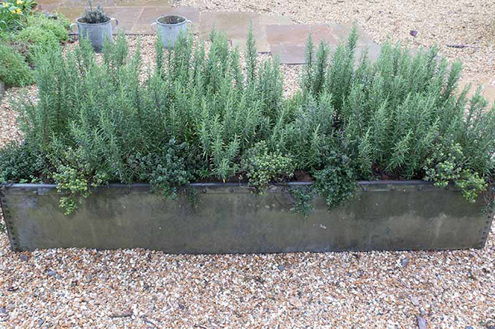 Best Soil For Potted Rosemary For 2022 Best Soil For Potted Rosemary For 2022