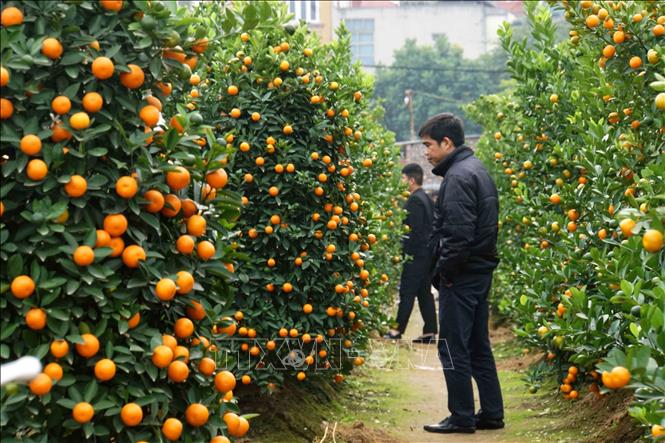 Rủ nhiều người đi chọn quất cảnh cùng