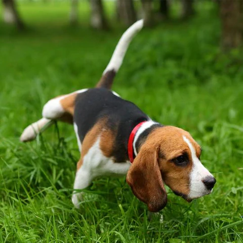 Will Baking Soda Neutralize Dog Urine On Grass Will Baking Soda Neutralize Dog Urine On Grass