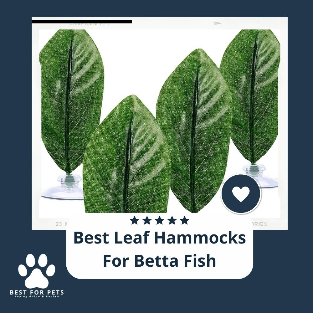 The 10 Best Leaf Hammocks For Betta Fish of 2022 The 10 Best Leaf Hammocks For Betta Fish of 2022