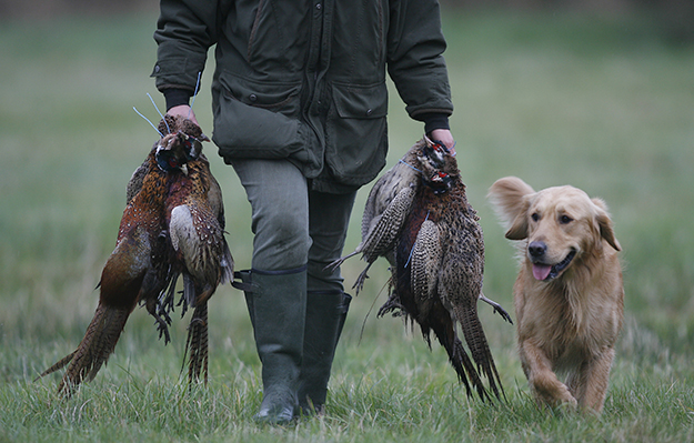 Gun Dog Training Tips Gun Dog Training Tips
