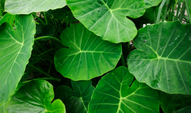 Best Fertilizer For Elephant Ears : Review And Buying Guide Best Fertilizer For Elephant Ears : Review And Buying Guide