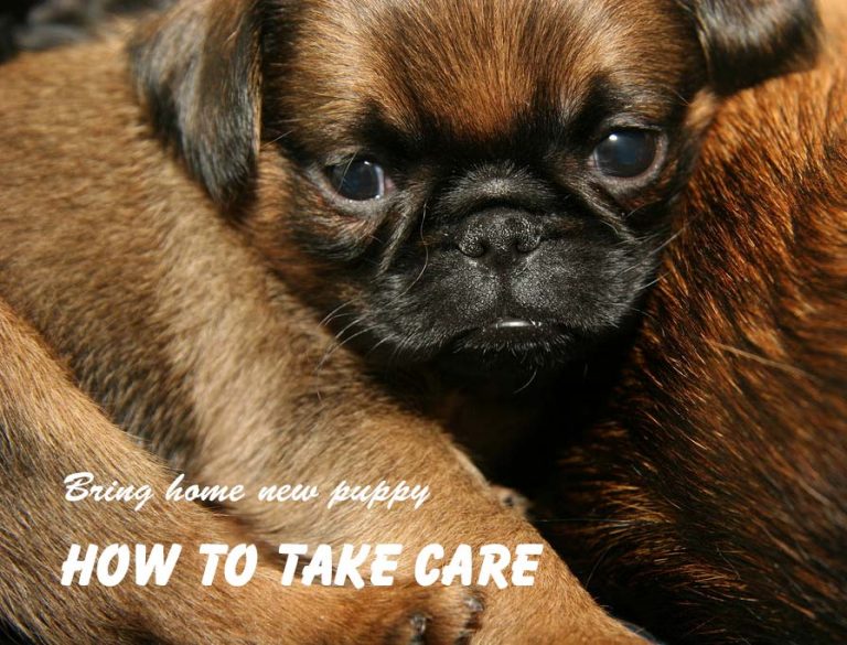 How to Take Care a 5-week Old Puppy How to Take Care a 5-week Old Puppy