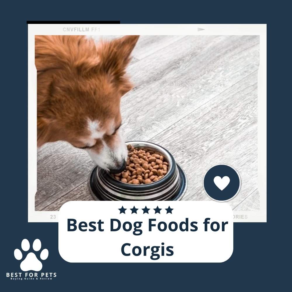 The 7 Best Dog Foods For of 2022