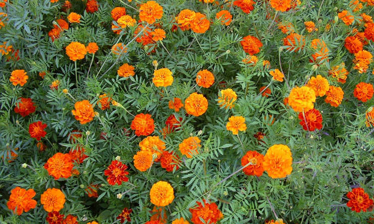 marigold pest deterrent