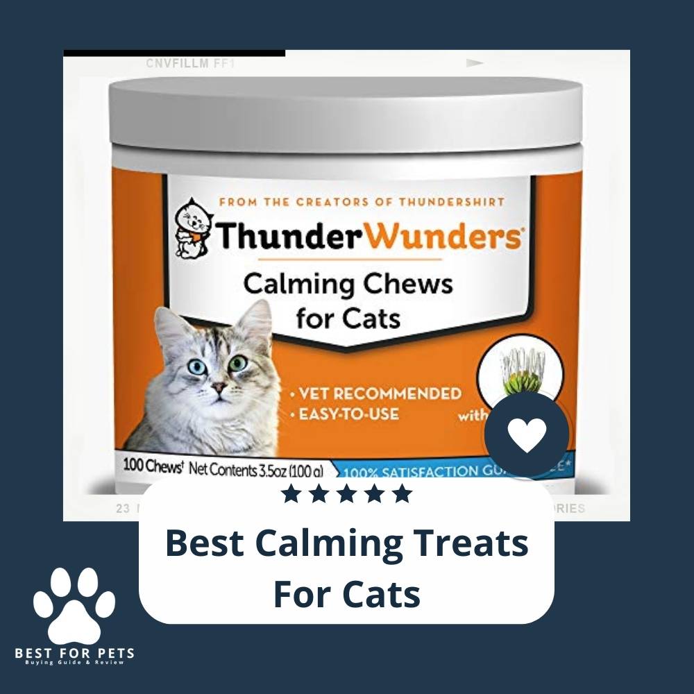 bestforpets-all-the-things-your-pets-need