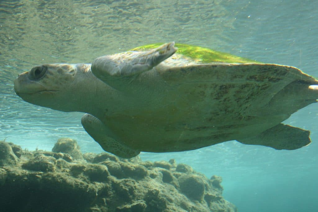 The Different Types of Turtles The Different Types of Turtles