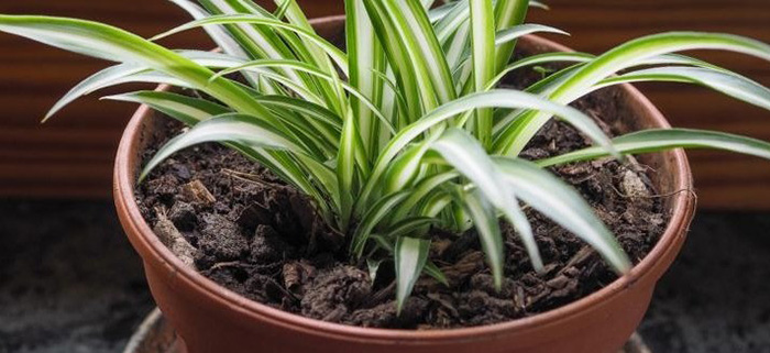 Best Soil For Spider Plant Of 2022 Best Soil For Spider Plant Of 2022