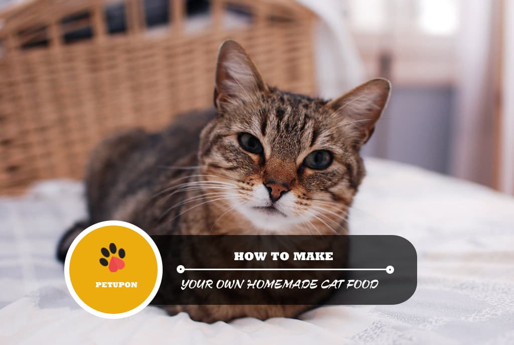 How to Make Your Own Homemade Cat Food How to Make Your Own Homemade Cat Food