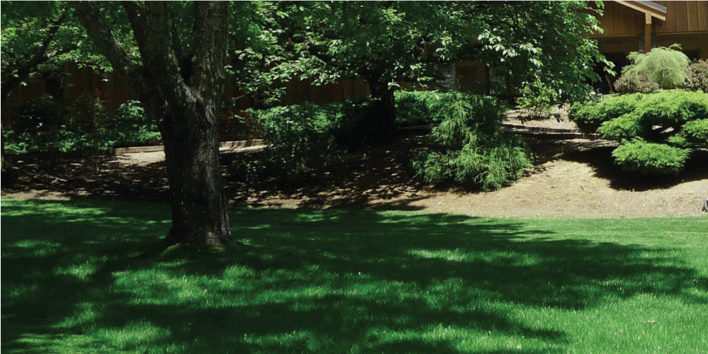 How to Start a New Lawn from Scratch: The Basics How to Start a New Lawn from Scratch: The Basics