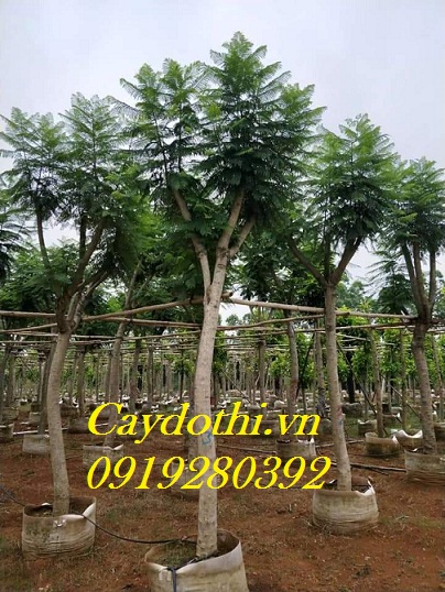 cây phượng tím