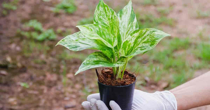 The Best Soil For Pothos Plant: 2022 List The Best Soil For Pothos Plant: 2022 List