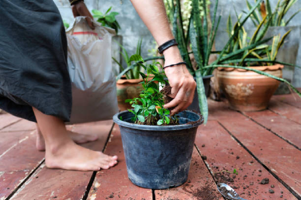 The best grow bags for tomatoes in 2022 - Buying Guide and Tips The best grow bags for tomatoes in 2022 - Buying Guide and Tips