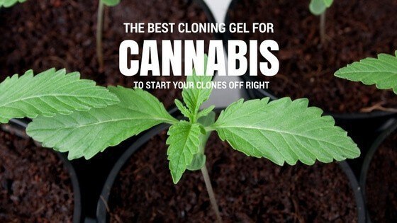 Best Cloning Gels For Weed of 2022 Best Cloning Gels For Weed of 2022