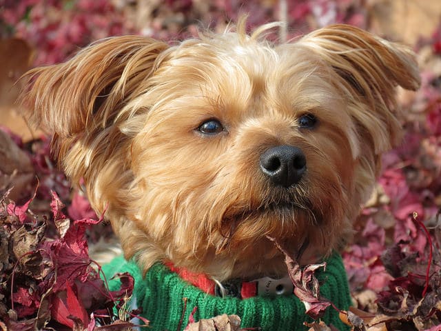 How To Groom A Morkie How To Groom A Morkie