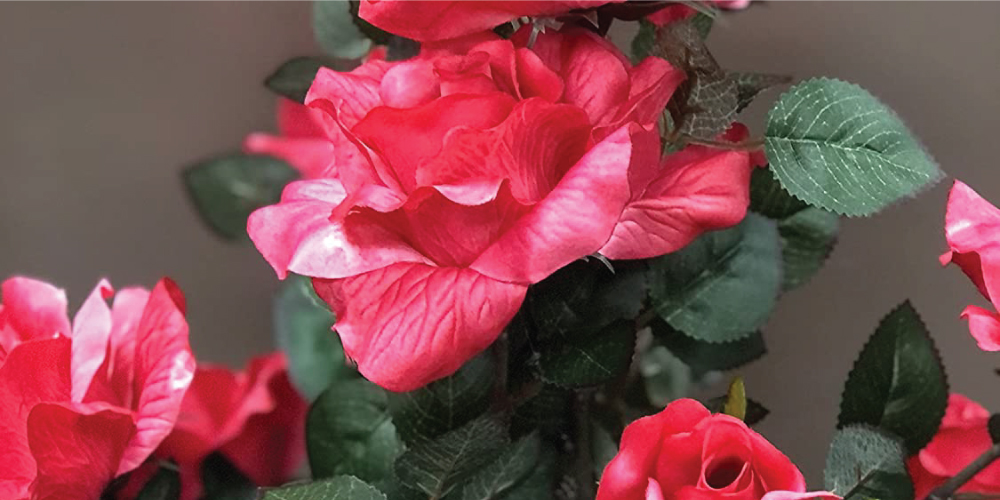 10 Tips to Create a Beautiful Rose Garden 10 Tips to Create a Beautiful Rose Garden