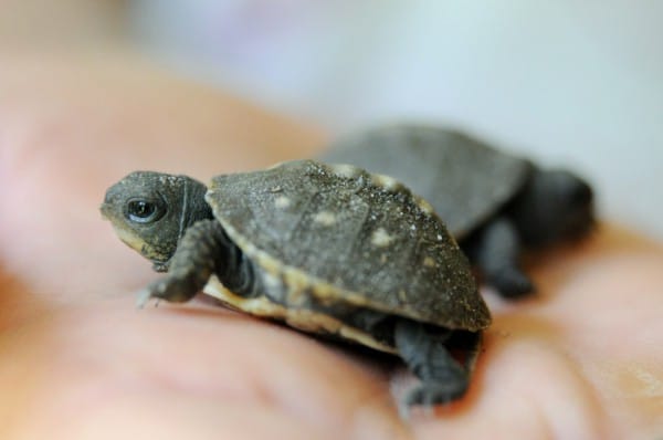 identify which kind of turtle identify which kind of turtle