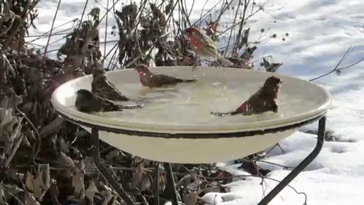 Best Heated Ground Bird Bath of 2023 Best Heated Ground Bird Bath of 2023