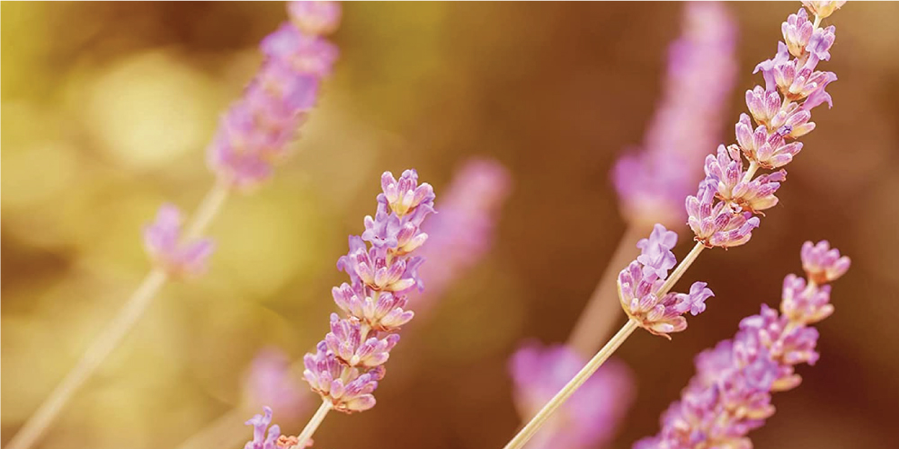 11 Different Types of Flowers: What Plants Should I Choose for My Garden? 11 Different Types of Flowers: What Plants Should I Choose for My Garden?