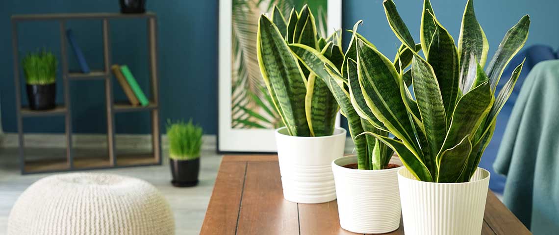 Best Fertilizer For Snake Plant : Review And Buying Guide Best Fertilizer For Snake Plant : Review And Buying Guide