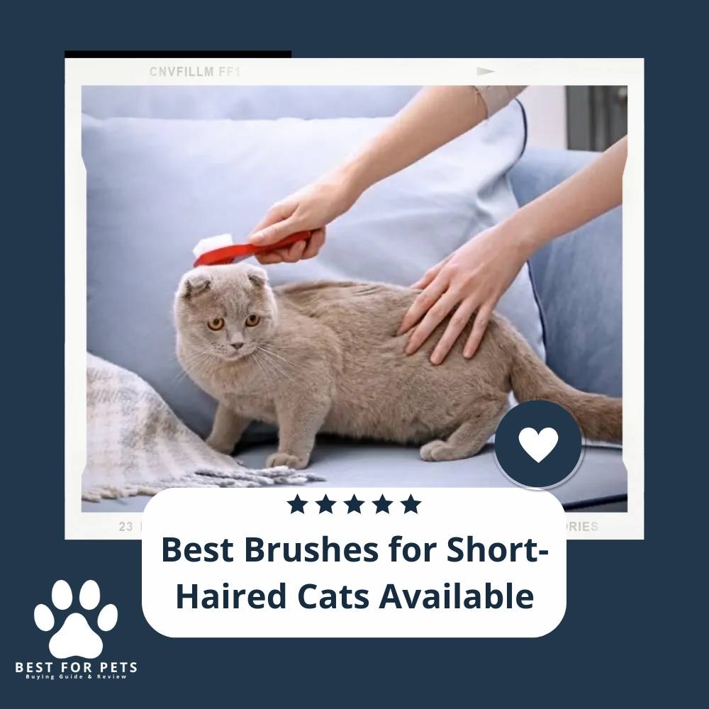 15 Best Brushes for ShortHaired Cats Available in 2022