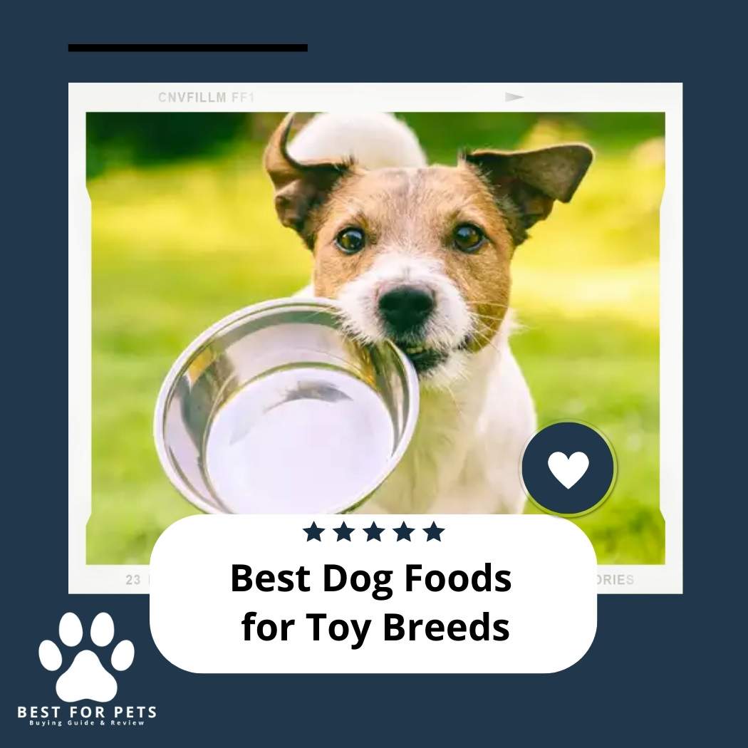 The 10 Best Dog Foods For Toy Breeds of 2023