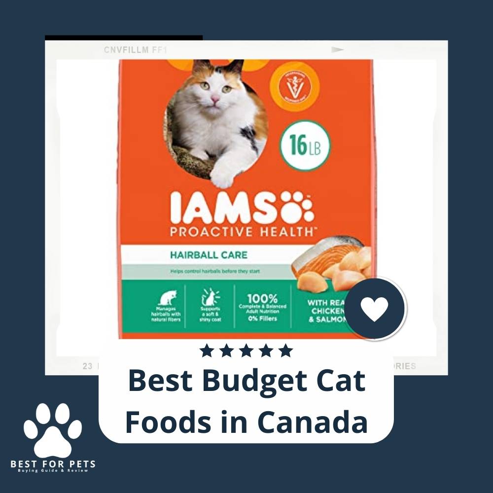15 Best Budget Cat Foods in Canada in 2023