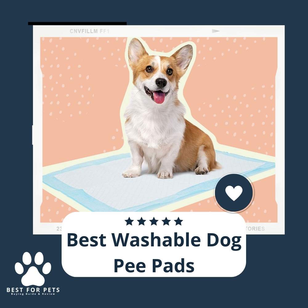 The 7 Best Washable Dog Pee Pads of 2023