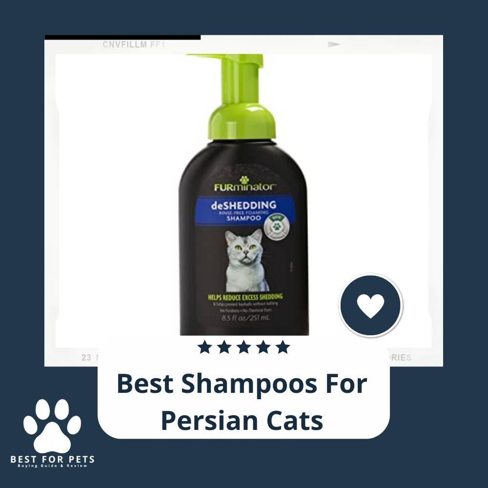 10 Best Shampoos For Persian Cats in 2022