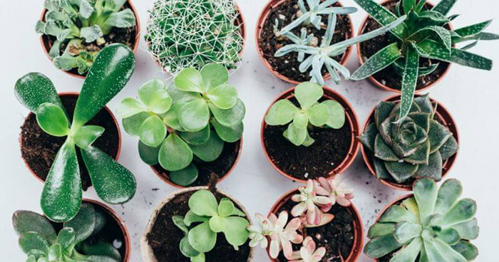 Top 13 Best Succulents For Low Light In 2022 Top 13 Best Succulents For Low Light In 2022