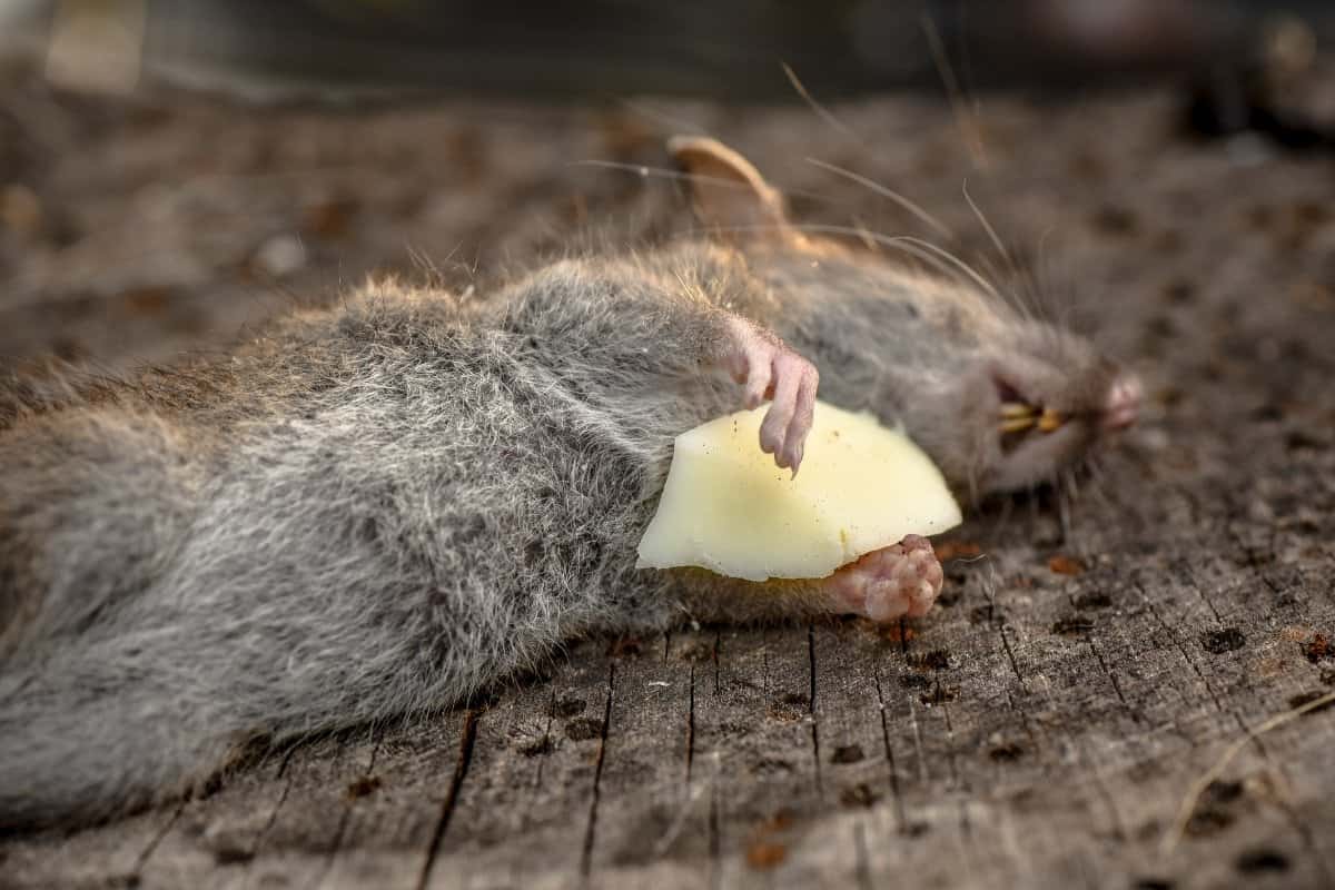 Best Rat Poison On The Market of 2022 Best Rat Poison On The Market of 2022