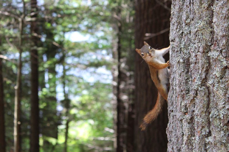 Squirrel Hunting Tips Squirrel Hunting Tips
