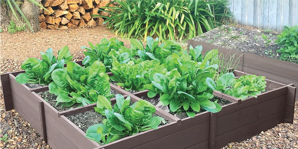 Summer Vegetables to Plant in Your Garden Summer Vegetables to Plant in Your Garden