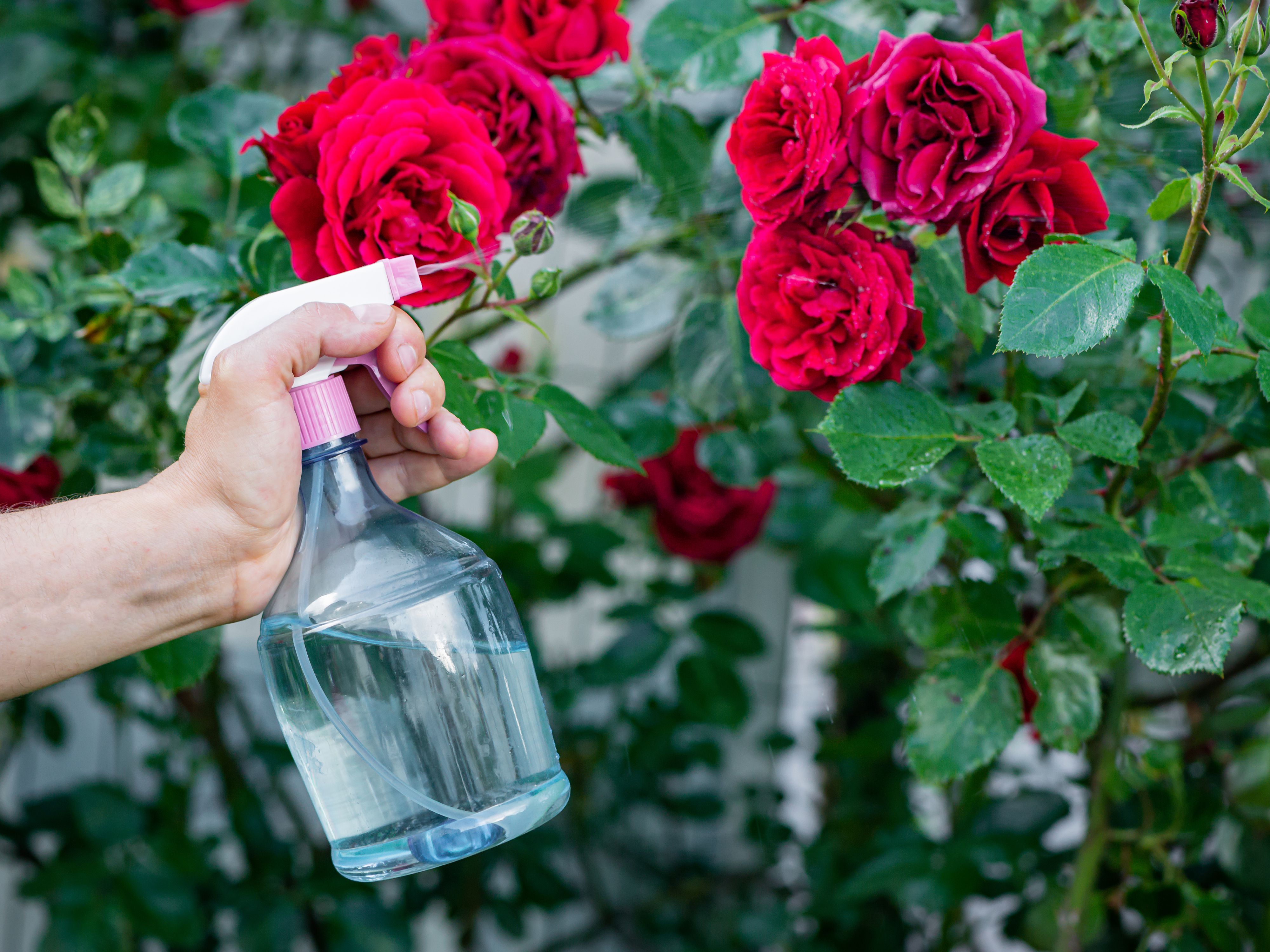 Best Aphid Killer For Roses: - Our Top Picks 2022 Best Aphid Killer For Roses: - Our Top Picks 2022