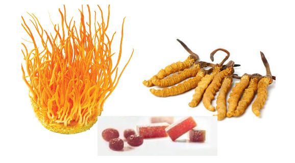 Đông trùng hạ thảo và những công dụng tuyệt vời