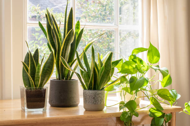 Best Pot For Snake Plant Indoor: - Our Top Picks 2022 Best Pot For Snake Plant Indoor: - Our Top Picks 2022